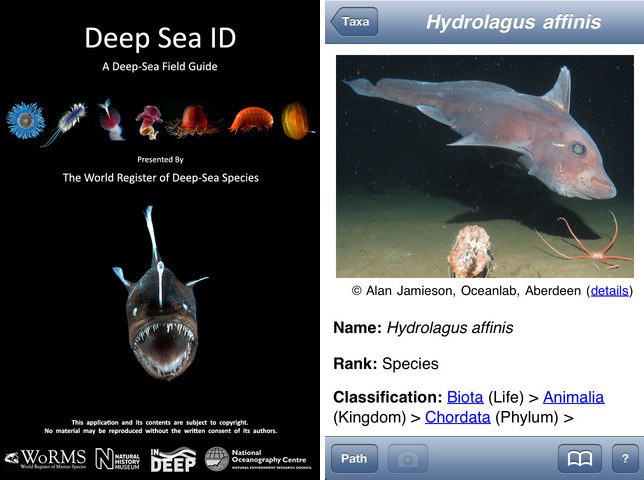 Deep Sea ID - a new iPhone and iPad app