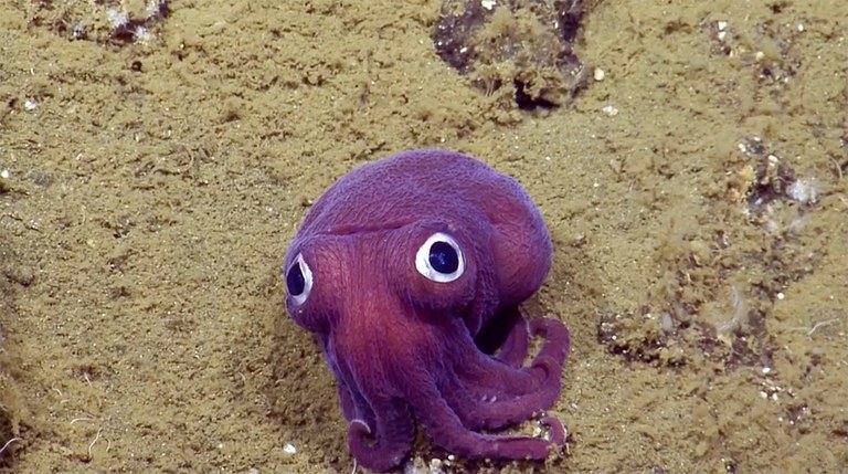 Deep-water cephalopods are the cutest things ever