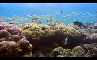 Destination Reefs: Aldabra, Indian Ocean