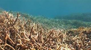 Destination Reefs: Cordelia Banks 