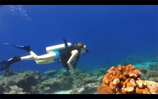 Destination Reefs: East Timor