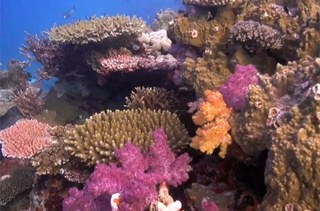 Destination Reefs: Fiji