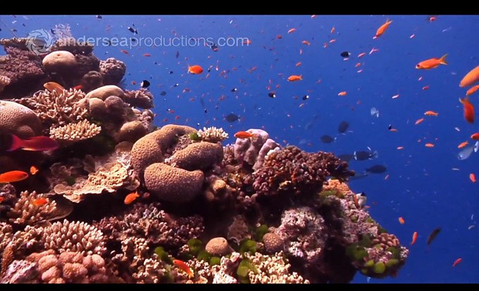 Destination Reefs: Great Barrier Reef