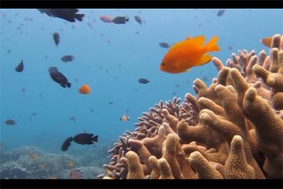 Destination Reefs: indonesiaPALAUphilippines