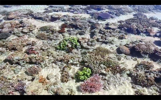 Destination Reefs: Montgomery Reef, Australia