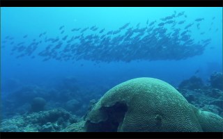 Destination Reefs: Northwest Hawaiian Islands and Gulf of Mexico