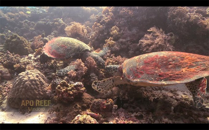 Destination Reefs: Philippines (Apo Island, Mindoro)