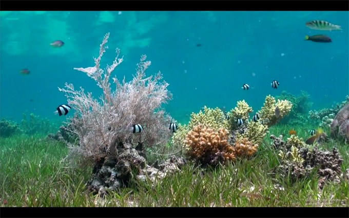 Destination Reefs: Philippines (Cebu, Malapascua, Mactan and Oslob)
