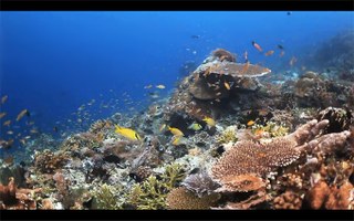 Destination Reefs: Where in the world? 