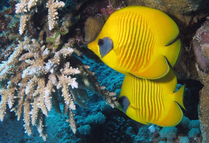 Developing a butterflyfish repellent?