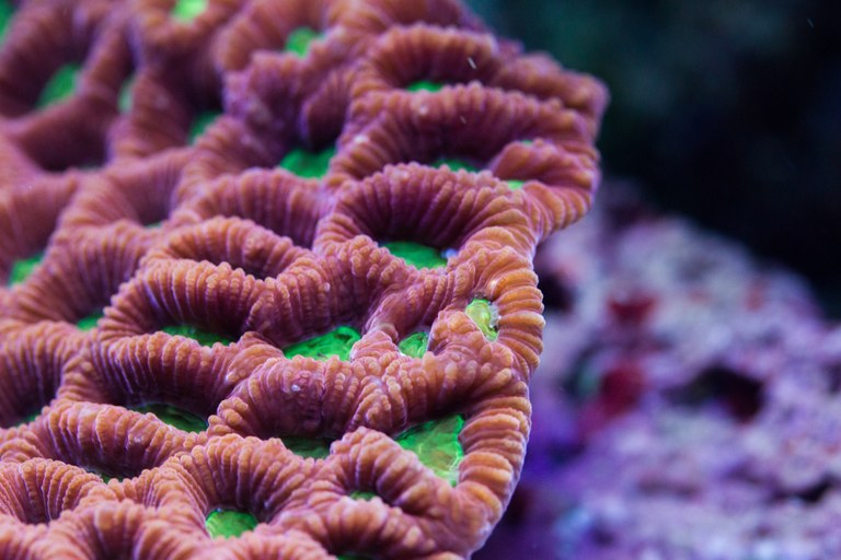 Digging deeper into the chemical armament of SPS corals