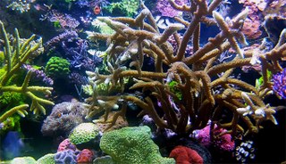 "Diving" the Gilleleje Reef (Aquarium)