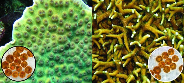 DNA clarifies classification of coral symbionts