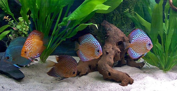Doctor rents second apartment just for fish