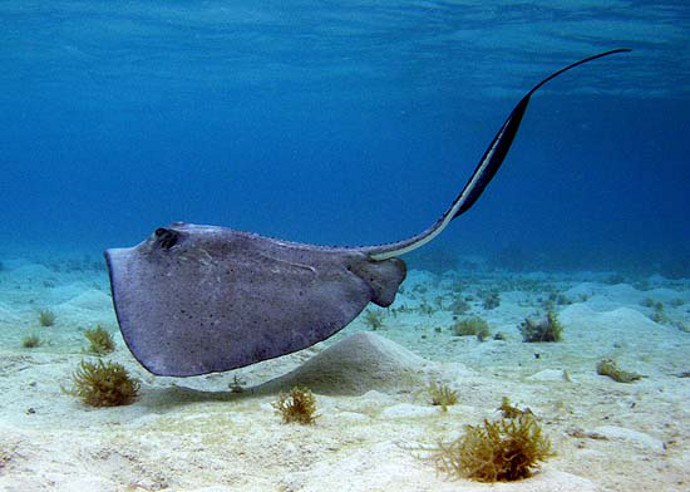 Ecotourism significantly alters the behavior of the southern stingray