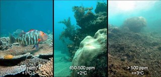 Educators: NOAA Offering New Webinar on Ocean Acidification For Your Classroom