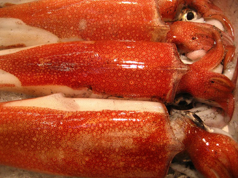 Eight-inch live bomb found in fish market squid