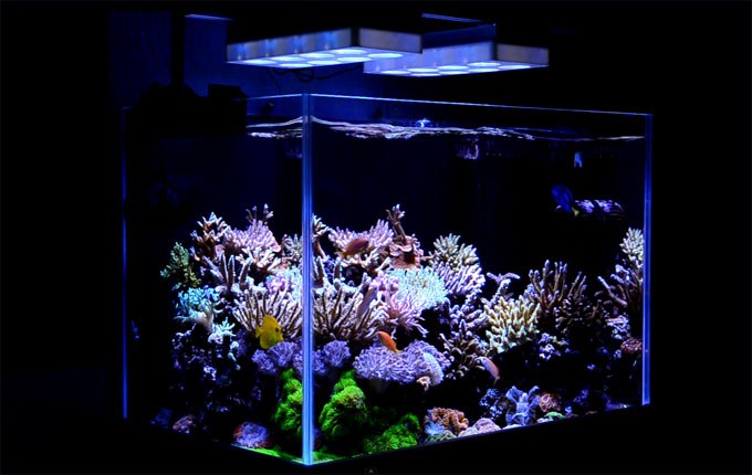 Eight reef aquariums from around the world [videos]
