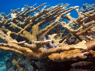 EPA launches Caribbean Coral Reef Protection Group