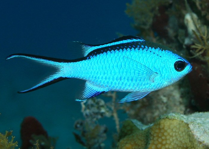 Equatorial reef fish may suffocate in warming oceans