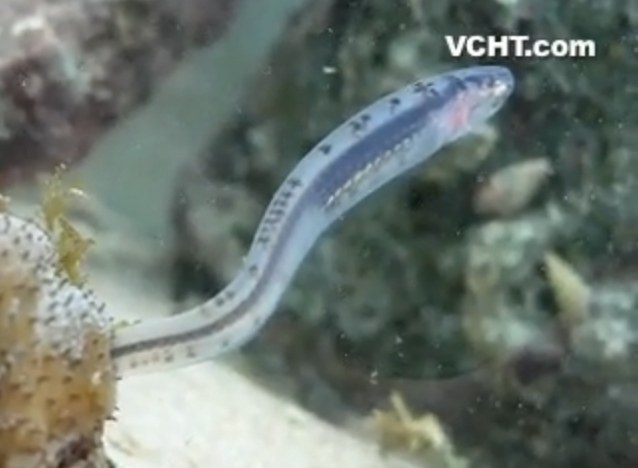 Ever see a pearlfish enter the anus of a sea cucumber? 