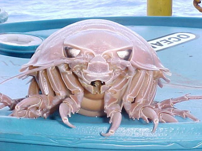 Ever wonder what giant deep-sea isopods actually do? 
