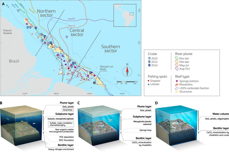 Extensive coral reef discovered at the mouth of the Amazon!
