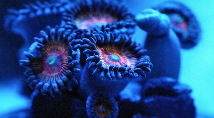 Family of seven hospitalized after suspected palytoxin poisoning