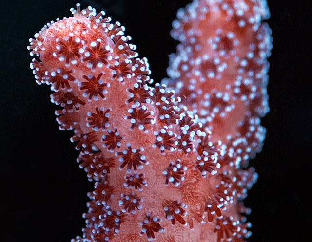 Feeding juvenile corals brine shrimp drastically increase their growth