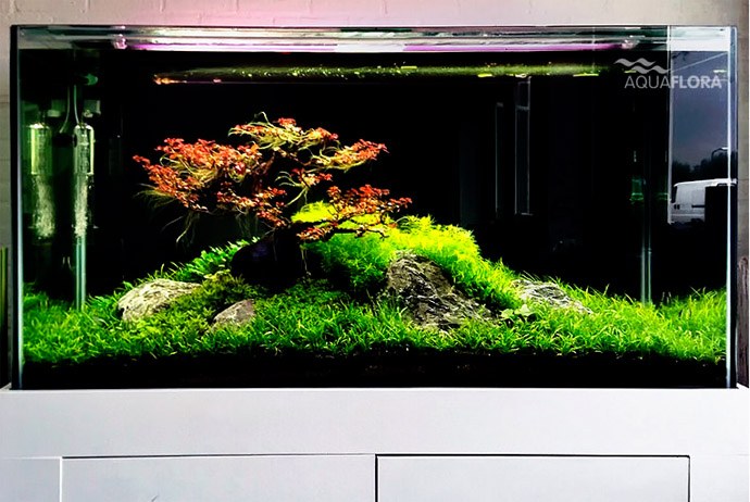 Filipe Oliveira's bonsai-inspired aquascapes