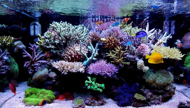 Finding the right level of nutrients for corals