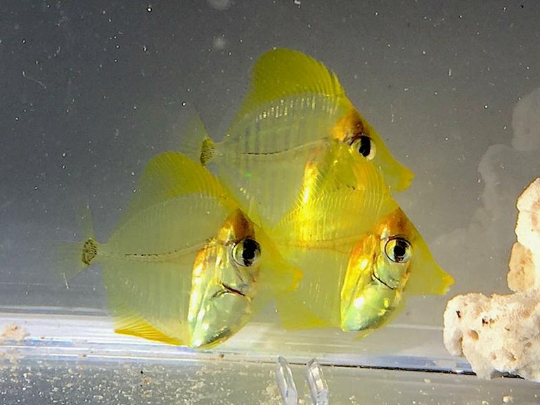 First aquacultured yellow tangs are finally here!