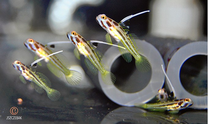 First commercially aquacultured Yasha Gobies available soon!
