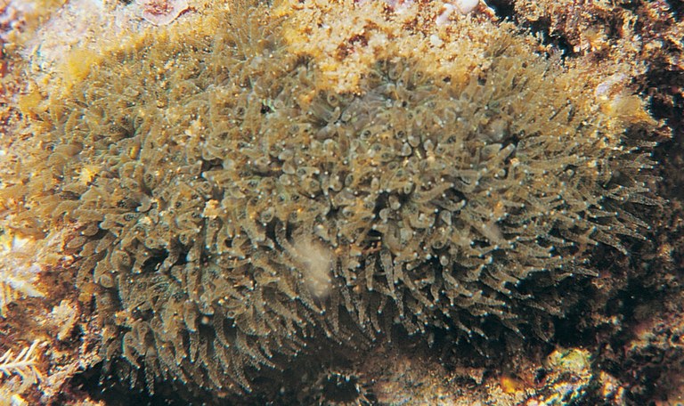 First evidence of corals feeding on seagrasses