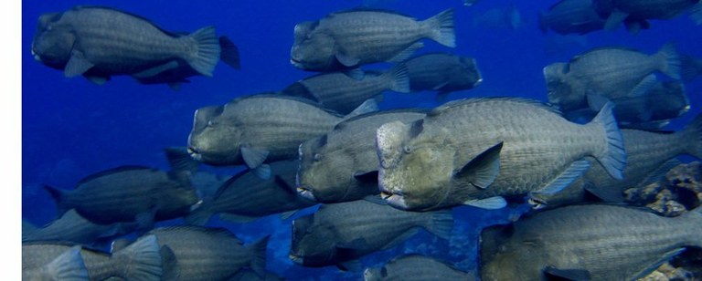 First global snapshot of reef fish populations show herbivores down over 50 percent
