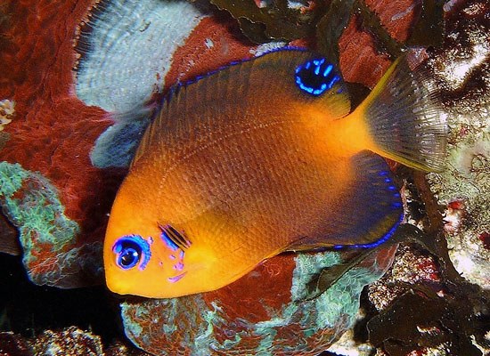 Fish Profile: The Rare Easter Island Dwarf Angelfish