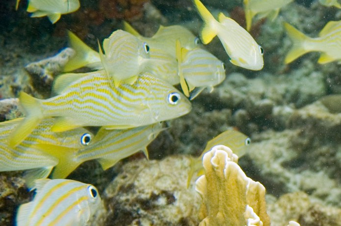 Fish use multiple senses to find their way home