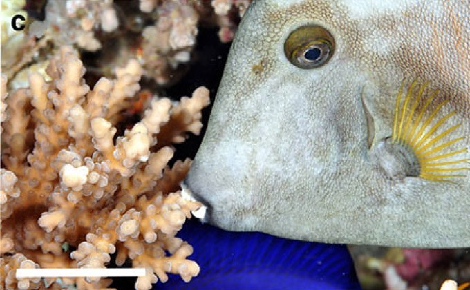 Flashback Friday: Filefish sleep by anchoring itself to SPS with its teeth
