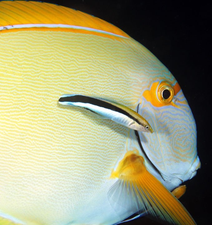 Flashback Friday: Just how important are Cleaner Wrasses to reef ecosystems?