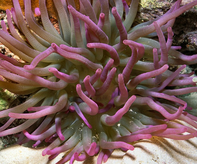Florida bans harvesting giant sea anemones from local waters