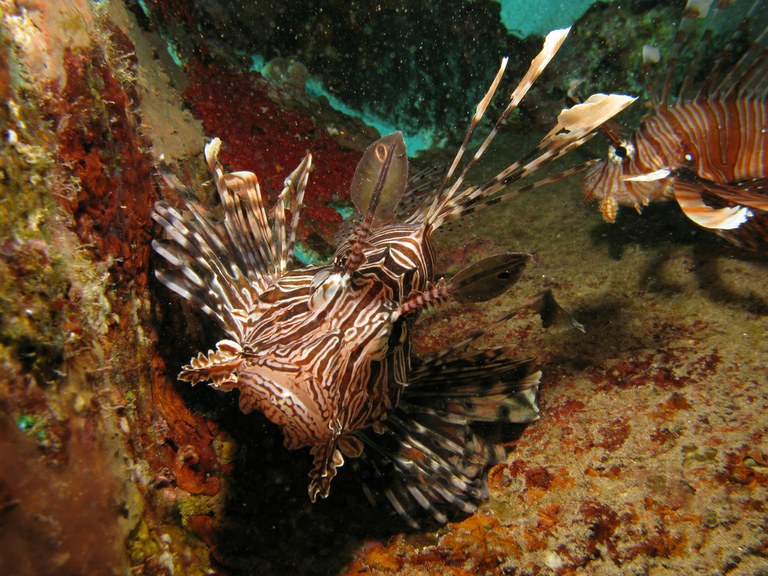 Florida removes all limits on lionfish fishing