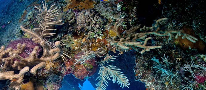 Florida to hold hearings to discuss limits on coral harvests