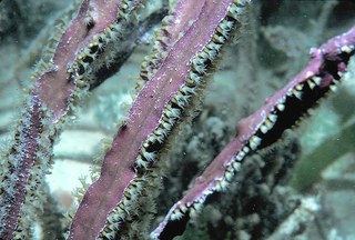 Florida's hearings on limiting soft coral harvest come up with proposed quota