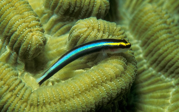 For cleaner gobies, “fear is only as deep as the mind allows” when it comes to cleaning predators