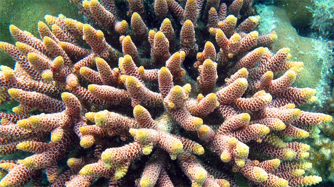 Forecasting the fate of corals