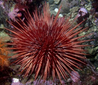 Prickly Peter Pans: Sea urchins do not "age"
