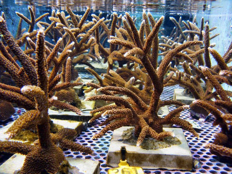 From lab to reef: Restoring coral reefs with captive grown animals.