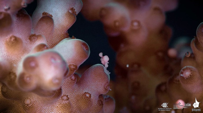 GBR coral spawning like you've never seen before!