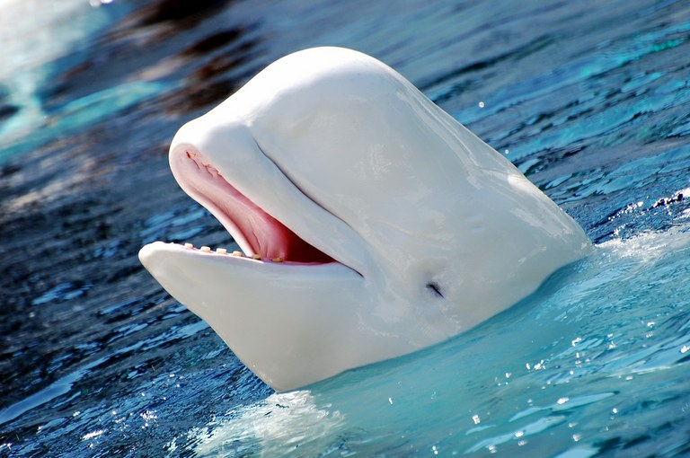 Georgia Aquarium heads to court over the NOAA's denial to allow beluga whale import