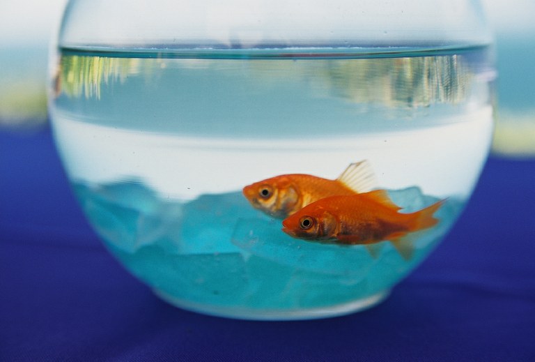 Goldfish found in radioactive water inside nuclear power plant